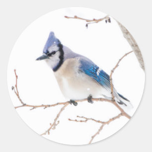 Adesivo Redondo Condado de Wichita, Texas. Blue Jay
