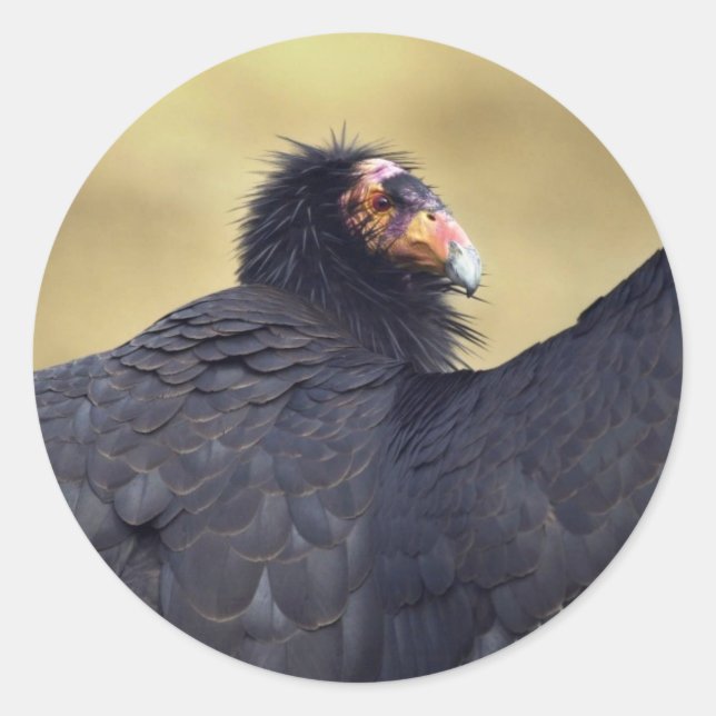 Adesivo Redondo Condor da Califórnia (Frente)