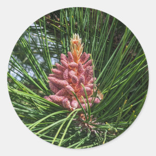 Adesivo Redondo Cone de pólen de pinheiro vermelho (Pinus resinosa