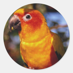 Adesivo Redondo Conure de Sun