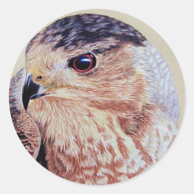 Adesivo Redondo Coopers Hawk Portrait (Frente)