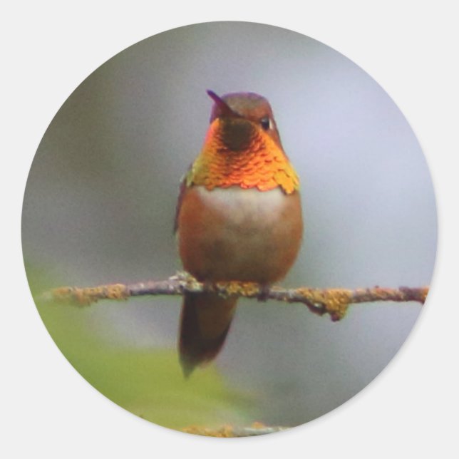 Adesivo Redondo Copper Rufous Hummingbird (Frente)