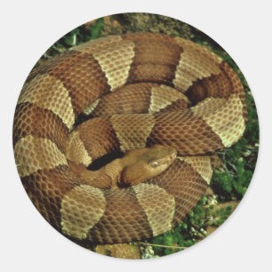 Adesivo Redondo copperhead Largo-unido