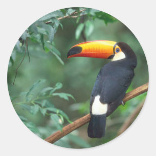 ADESIVO REDONDO COR COMPLETA DA FOTO DE TOCO TOUCAN