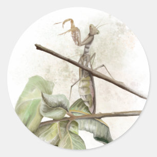 Adesivo Redondo Cor d'água de Pray Mantis