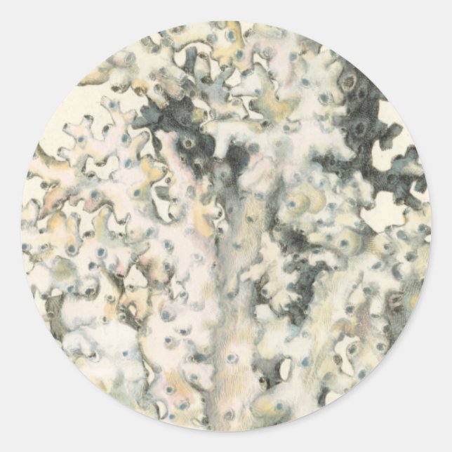 Adesivo Redondo Coral de Aquarela Antiquada (Frente)