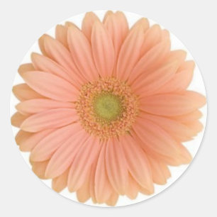 Adesivo Redondo Coral Gerbera Daisy Sticker