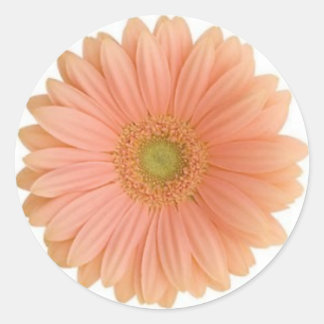 Adesivo Redondo Coral Gerbera Daisy Sticker