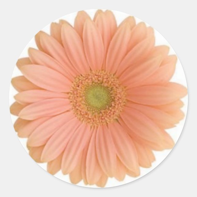 Adesivo Redondo Coral Gerbera Daisy Sticker (Frente)