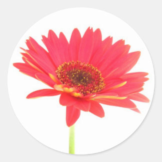 Adesivo Redondo Coral Red Gerbera Daisy Stickers