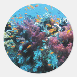 Adesivo Redondo Coral Rosa