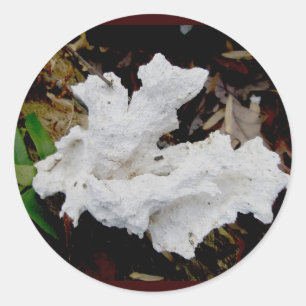 Adesivo Redondo Coral Shelf Fungus Stickers