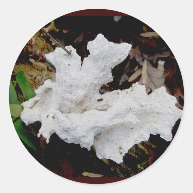 Adesivo Redondo Coral Shelf Fungus Stickers (Frente)