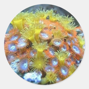 Adesivo Redondo Coral Stickers