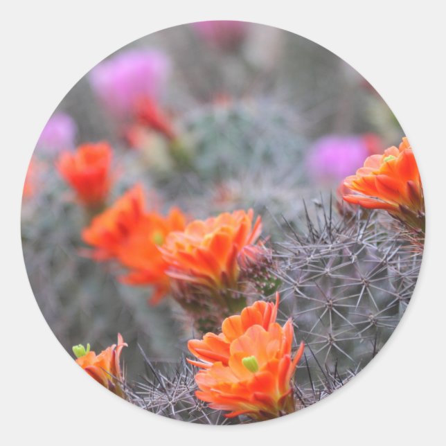Adesivo Redondo Cores do deserto (Frente)