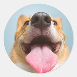 Adesivo Redondo Corgi muito feliz das imagens de Getty