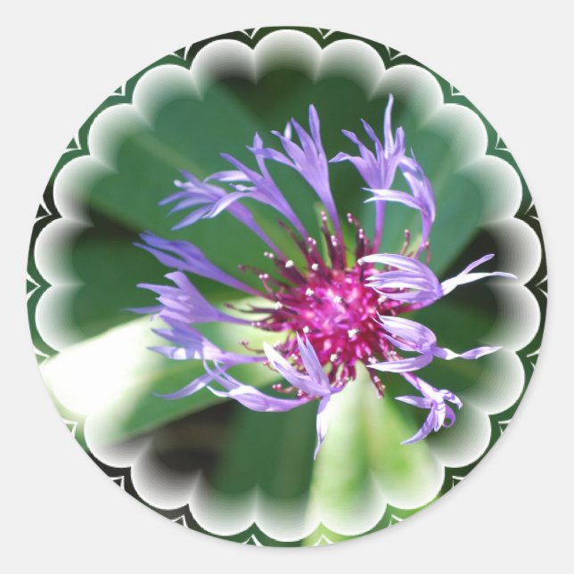 Adesivo Redondo Cornflower Sticker (Frente)