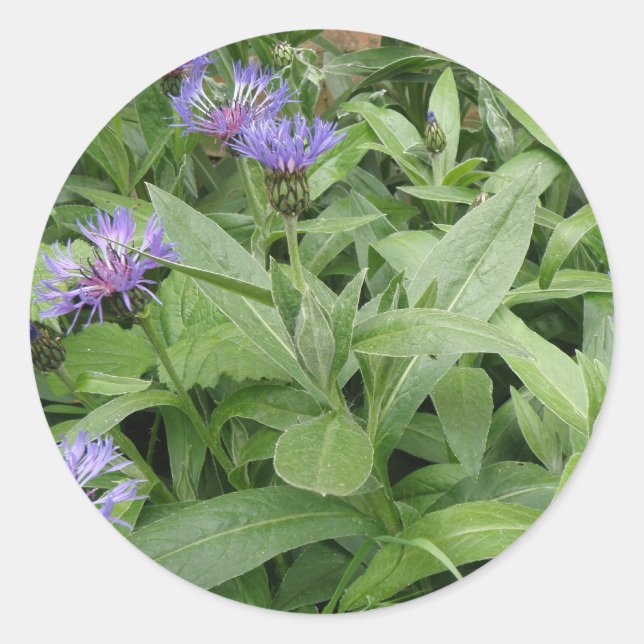 Adesivo Redondo Cornflower Sticker (Frente)