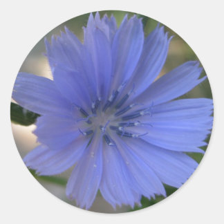 Adesivo Redondo Cornflower Sticker