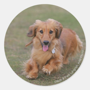 Adesivo Redondo Corredor do Dachshund de Miniture