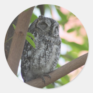 Adesivo Redondo Coruja africana dormindo numa árvore