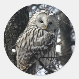 Adesivo Redondo Coruja observador