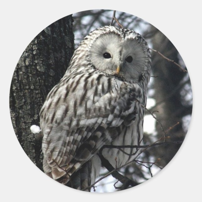 Adesivo Redondo Coruja Watchful (Frente)