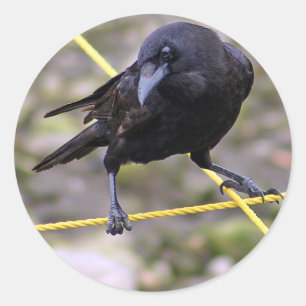 Adesivo Redondo Corvo em Crossroad