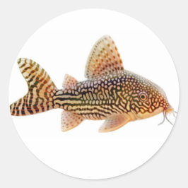 Adesivo Redondo Corydoras Sterbai Catfish Sticker