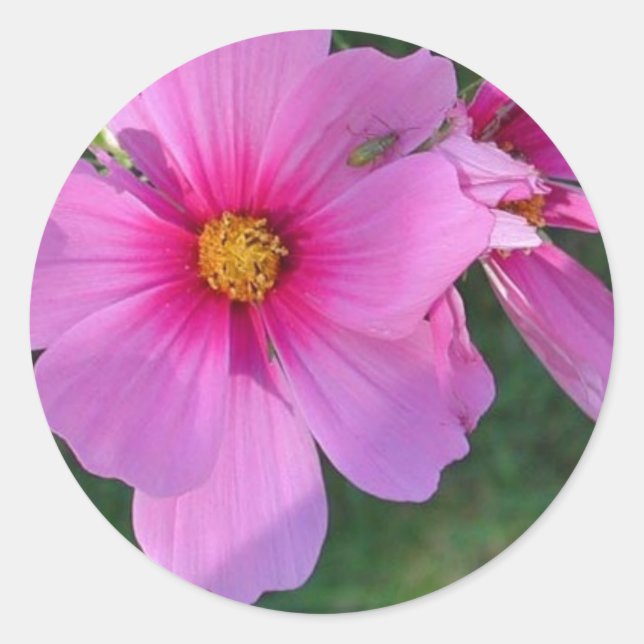 Adesivo Redondo Cosmos Sticker (Frente)