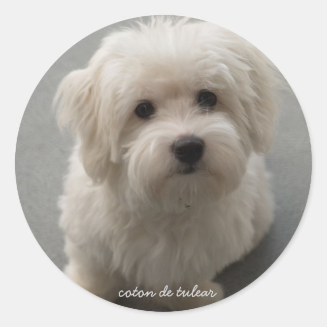 Adesivo Redondo Coton de Tulear (Frente)