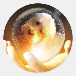 Adesivo Redondo Coton de Tulear Magic