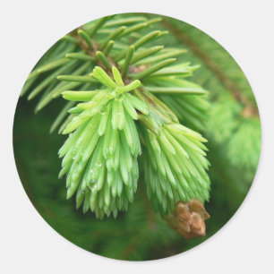 Adesivo Redondo Couve-de-chuva vermelha