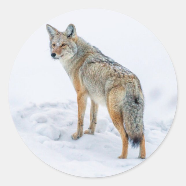 Adesivo Redondo Coyote em alerta na neve (Frente)