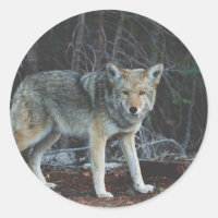 Coyote Hunting