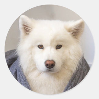 Adesivo Redondo CRB - Urso Louco