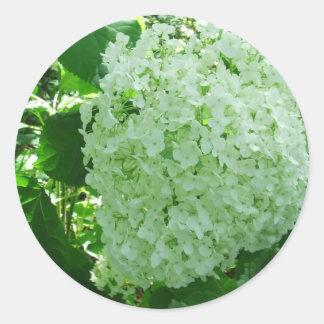 Adesivo Redondo Creamy White Annabelle Hydrangea Flower Stickers