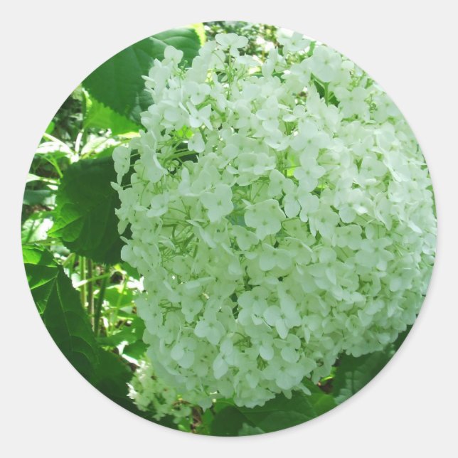 Adesivo Redondo Creamy White Annabelle Hydrangea Flower Stickers (Frente)