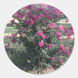 Adesivo Redondo Crepe Myrtle