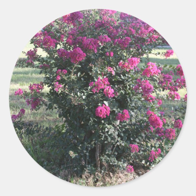 Adesivo Redondo Crepe Myrtle (Frente)