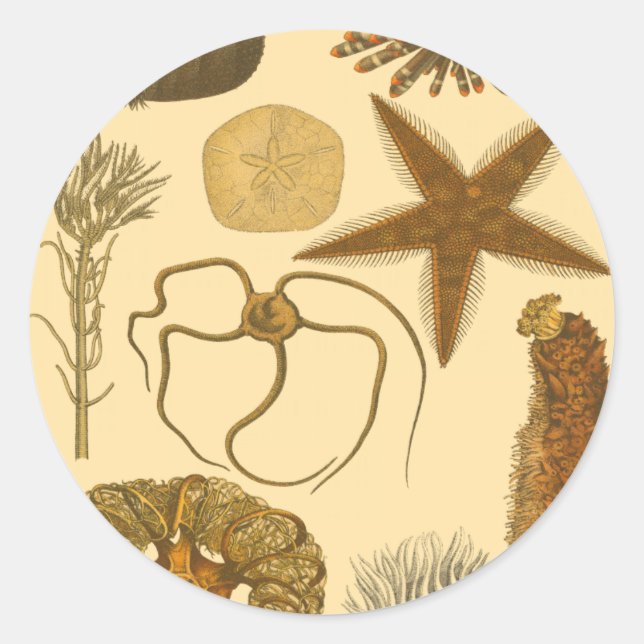 Adesivo Redondo Criaturas do Mar Subaquático (Frente)