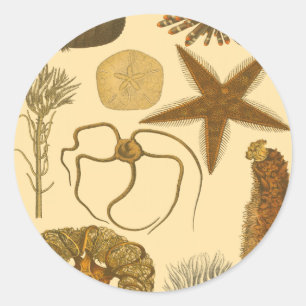 Adesivo Redondo Criaturas do Mar Subaquático