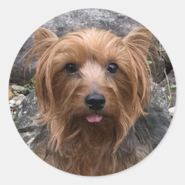 Adesivo Redondo Crie o seu próprio Pet Personalizado de Fotografia