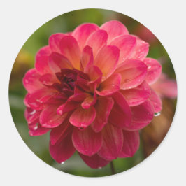 Adesivo Redondo Crimson e Magenta Dahlia Stickers