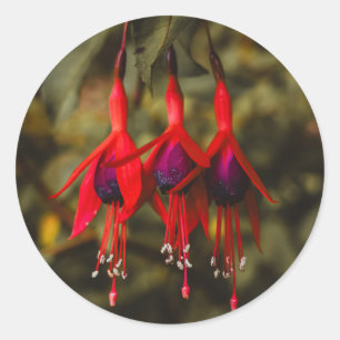 Adesivo Redondo Crimson Fuchsia Trio Stickers