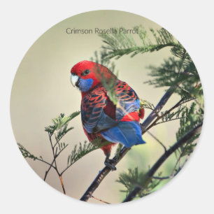 Adesivo Redondo Crimson Rosella Parrot,