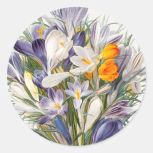 Adesivo Redondo Crocus Primavera Fllower Arte Botânica