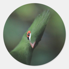 Adesivo Redondo Curiosa Guiné Turaco Green Pássaro