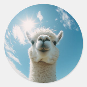 Adesivo Redondo Curioso Alpaca debaixo do Sol
