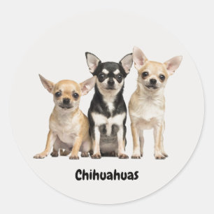 Adesivo Redondo Cute Chihuahua Pupplies